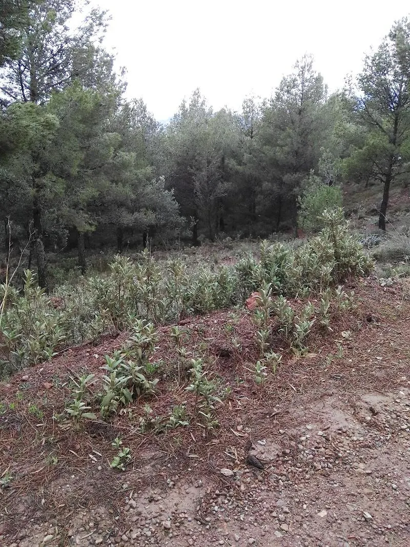 *** מלון Castillo Lanjarón ספרד